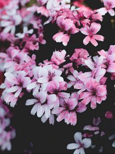 Preview wallpaper geranium, flowers, pink, bush, bloom