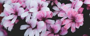 Preview wallpaper geranium, flowers, pink, bush, bloom