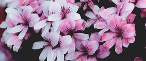 Preview wallpaper geranium, flowers, pink, bush, bloom