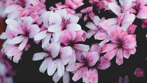 Preview wallpaper geranium, flowers, pink, bush, bloom