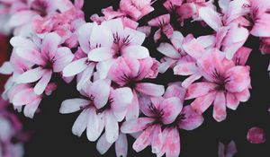 Preview wallpaper geranium, flowers, pink, bush, bloom