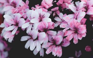 Preview wallpaper geranium, flowers, pink, bush, bloom