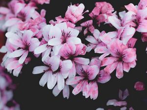 Preview wallpaper geranium, flowers, pink, bush, bloom