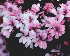 Preview wallpaper geranium, flowers, pink, bush, bloom