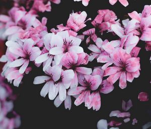 Preview wallpaper geranium, flowers, pink, bush, bloom