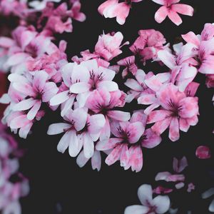 Preview wallpaper geranium, flowers, pink, bush, bloom