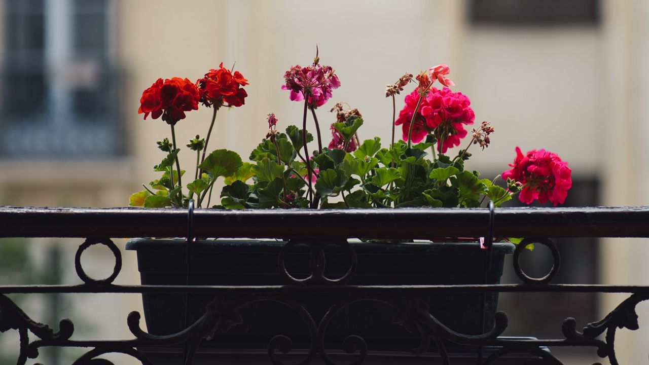 Wallpaper geranium, flowers, pot, plant, balcony