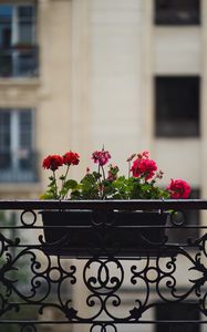 Preview wallpaper geranium, flowers, pot, plant, balcony