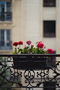 Preview wallpaper geranium, flowers, pot, plant, balcony