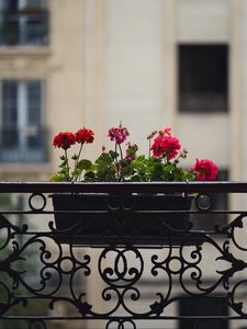 Preview wallpaper geranium, flowers, pot, plant, balcony