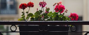 Preview wallpaper geranium, flowers, pot, plant, balcony