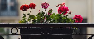 Preview wallpaper geranium, flowers, pot, plant, balcony