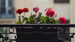 Preview wallpaper geranium, flowers, pot, plant, balcony