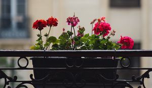 Preview wallpaper geranium, flowers, pot, plant, balcony