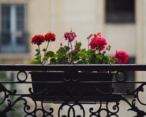 Preview wallpaper geranium, flowers, pot, plant, balcony