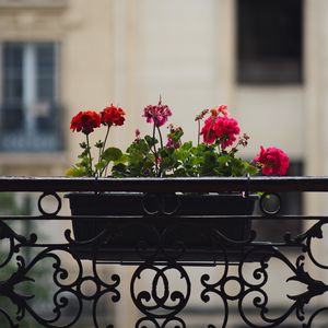 Preview wallpaper geranium, flowers, pot, plant, balcony