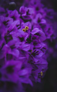 Preview wallpaper geranium, flowers, purple, inflorescences, macro