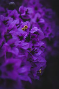 Preview wallpaper geranium, flowers, purple, inflorescences, macro