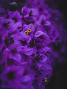 Preview wallpaper geranium, flowers, purple, inflorescences, macro