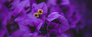 Preview wallpaper geranium, flowers, purple, inflorescences, macro