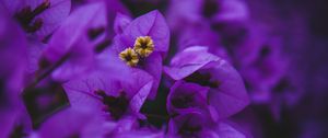 Preview wallpaper geranium, flowers, purple, inflorescences, macro