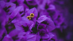 Preview wallpaper geranium, flowers, purple, inflorescences, macro