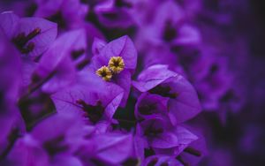 Preview wallpaper geranium, flowers, purple, inflorescences, macro