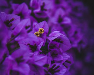 Preview wallpaper geranium, flowers, purple, inflorescences, macro