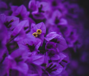 Preview wallpaper geranium, flowers, purple, inflorescences, macro