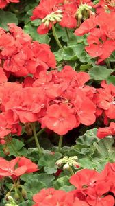 Preview wallpaper geranium, flowers, red, pot, herbs, drops