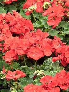 Preview wallpaper geranium, flowers, red, pot, herbs, drops