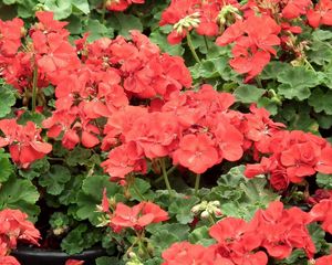 Preview wallpaper geranium, flowers, red, pot, herbs, drops