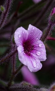 Preview wallpaper geranium, petals, drops, flower, macro, purple