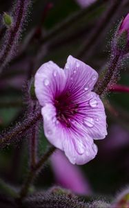 Preview wallpaper geranium, petals, drops, flower, macro, purple