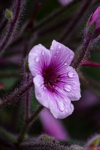 Preview wallpaper geranium, petals, drops, flower, macro, purple