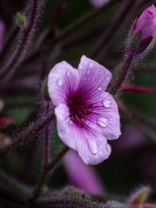 Preview wallpaper geranium, petals, drops, flower, macro, purple