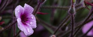 Preview wallpaper geranium, petals, drops, flower, macro, purple