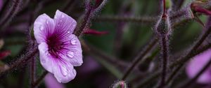 Preview wallpaper geranium, petals, drops, flower, macro, purple