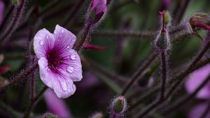 Preview wallpaper geranium, petals, drops, flower, macro, purple