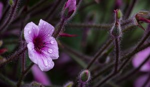 Preview wallpaper geranium, petals, drops, flower, macro, purple