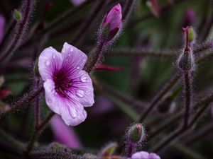 Preview wallpaper geranium, petals, drops, flower, macro, purple