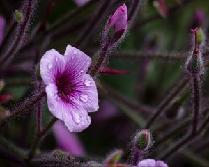 Preview wallpaper geranium, petals, drops, flower, macro, purple