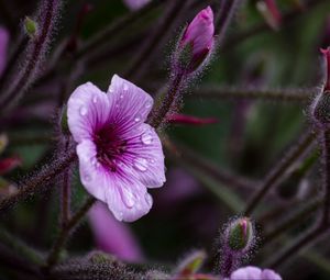 Preview wallpaper geranium, petals, drops, flower, macro, purple