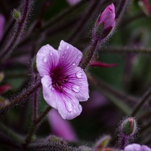 Preview wallpaper geranium, petals, drops, flower, macro, purple