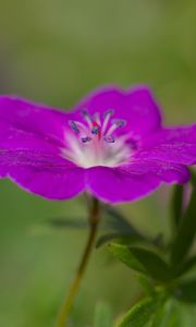 Preview wallpaper geranium, petals, flowers, plants, purple