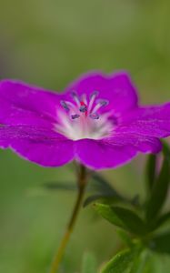 Preview wallpaper geranium, petals, flowers, plants, purple