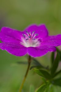 Preview wallpaper geranium, petals, flowers, plants, purple