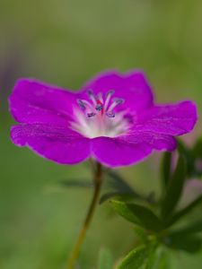 Preview wallpaper geranium, petals, flowers, plants, purple