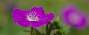 Preview wallpaper geranium, petals, flowers, plants, purple