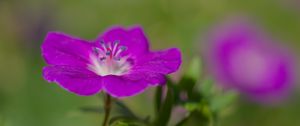Preview wallpaper geranium, petals, flowers, plants, purple